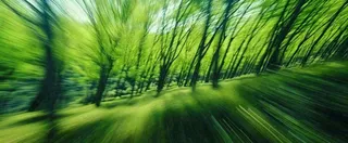 绿色树木虚幻树林摄影图