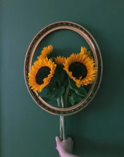 黄色向日葵摄影素材