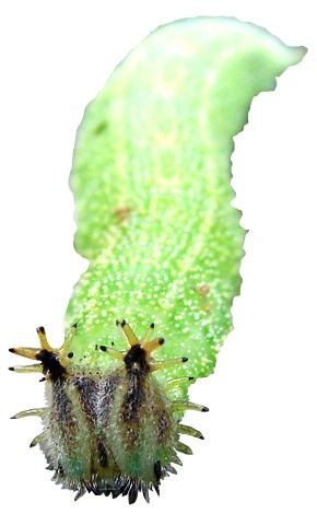 卡特彼勒 PNG免抠(290x470)