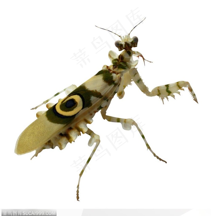 昆虫世界-绿色螳螂侧面