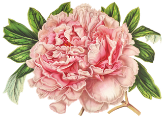 复古手绘植物花卉玫瑰花PNG免扣图案高清图片PS设计素材图