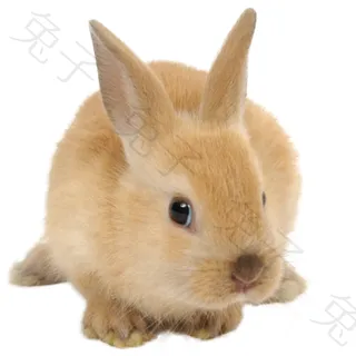 兔子免抠素材