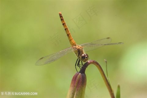 蜻蜓摄影图片昆虫图片