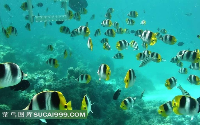 海水里的鱼群和石块