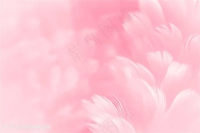 唯美清新羽毛背景高清图