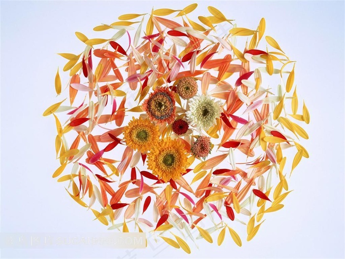 菊花花瓣圆形背景