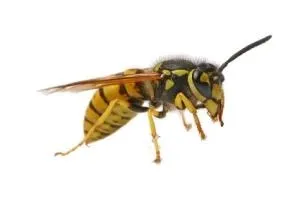 黄蜂 PNG免抠(300x199)