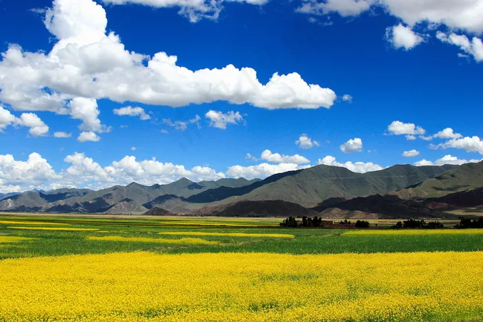 油菜花花海图片
