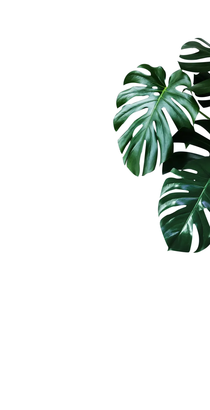 树木树枝树叶免扣素材