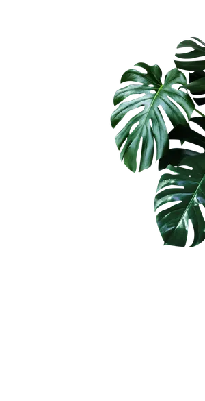 树木树枝树叶免扣素材