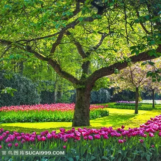 大树下的紫色郁金香花摄影图片