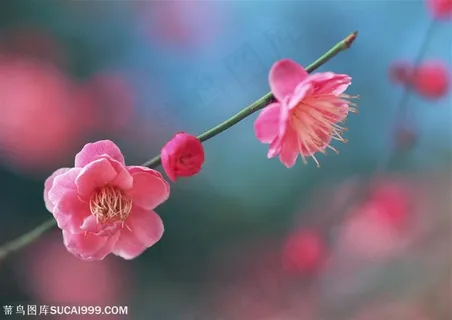 花卉物语-枝头上三朵漂亮的梅花 花卉物语-枝头上三朵漂亮的梅花