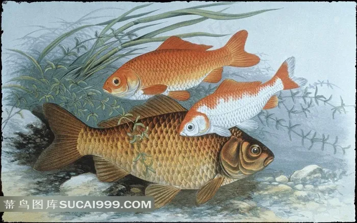 鲤鱼绘画艺术图片
