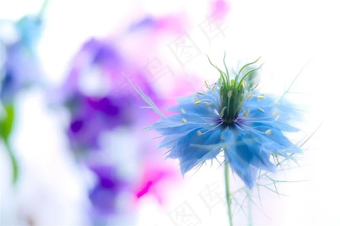 高清唯美蓝蓝鲜花图片