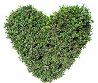 高清树木素材 免抠PSD植物素材 美术绘画园林贴图 树草灌木花草