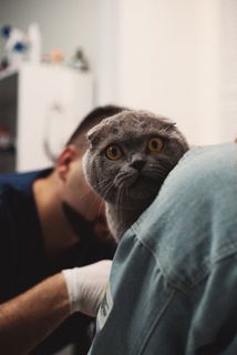 可爱猫咪猫猫摄影素材