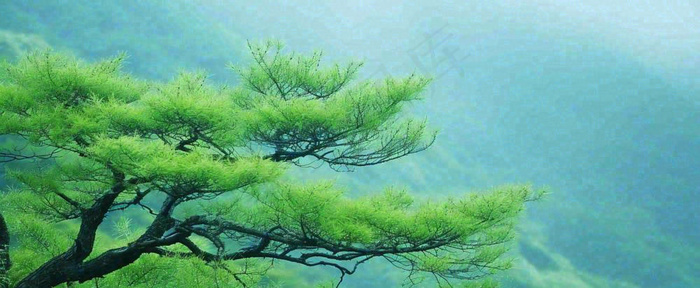 悬崖高山意境云层绿树树木特写