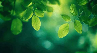 绿色树叶意境模糊光照叶子，春天夏日，春分立夏摄影图
