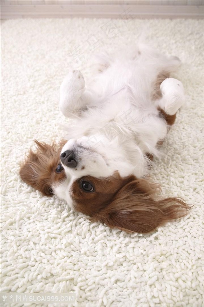 地毯上可爱宠物狗狗图片