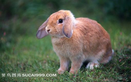 草地上的兔子