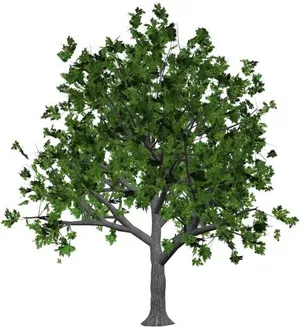 树 PNG 图像免抠