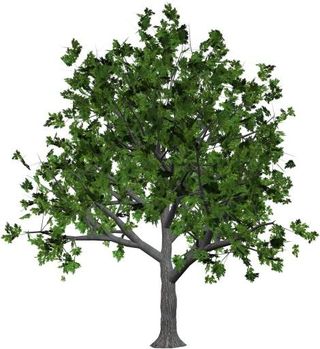 树 PNG 图像免抠