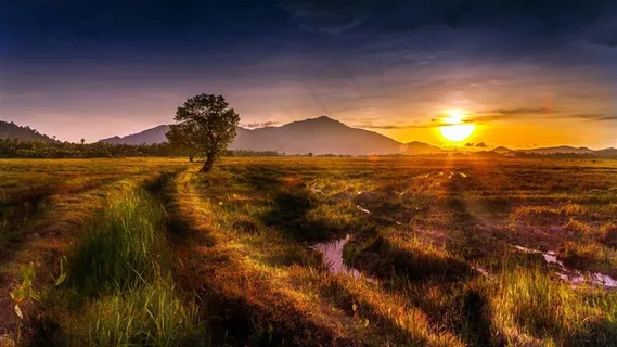 唯美的落日大树风景图片