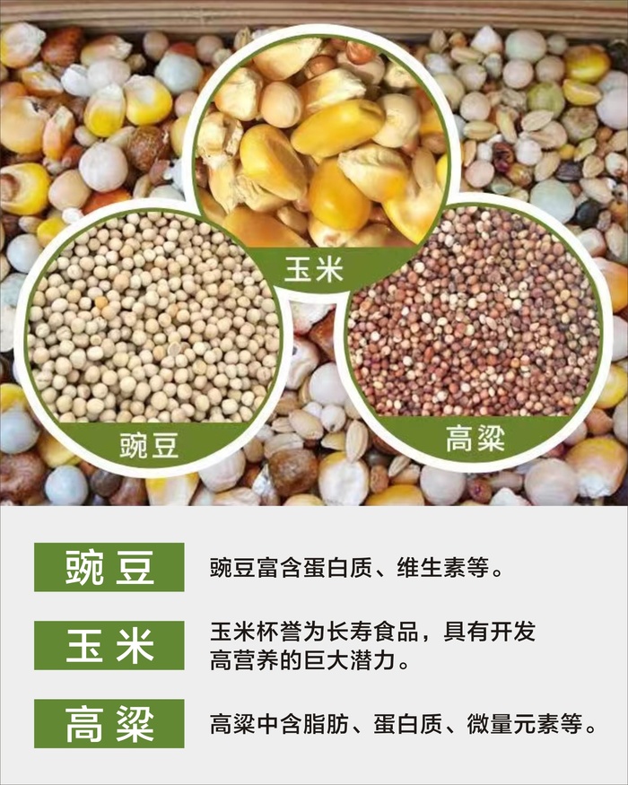 鸽子大全展板3cdr矢量模版下载