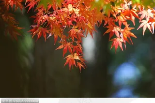 枫叶美景-美丽的红色枫叶