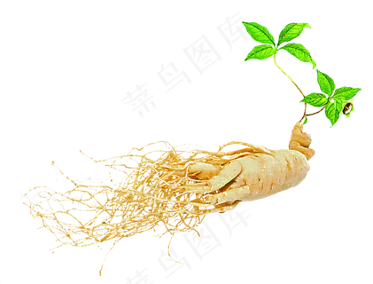 手绘草本中药药材