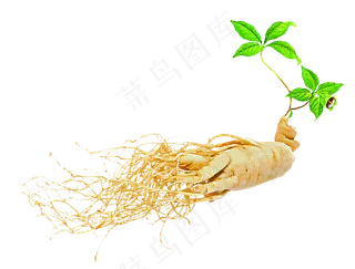 手绘草本中药药材