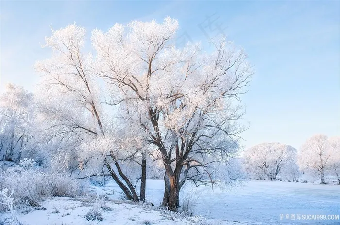冬日雾凇风景图片