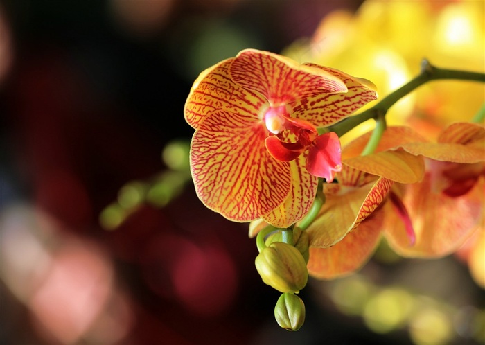 惊艳蝴蝶兰花卉鲜花图片