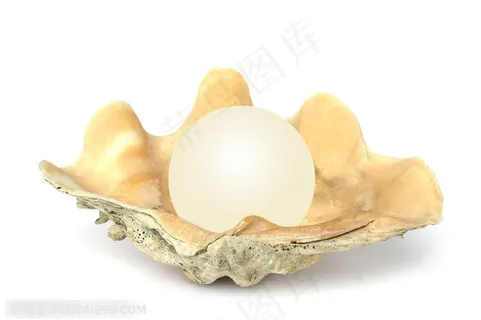 贝壳上一颗珍珠