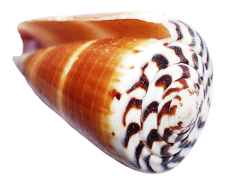 橙色海螺贝壳