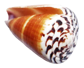 橙色海螺贝壳
