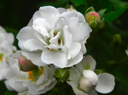 白色花朵特写 白色花朵特写