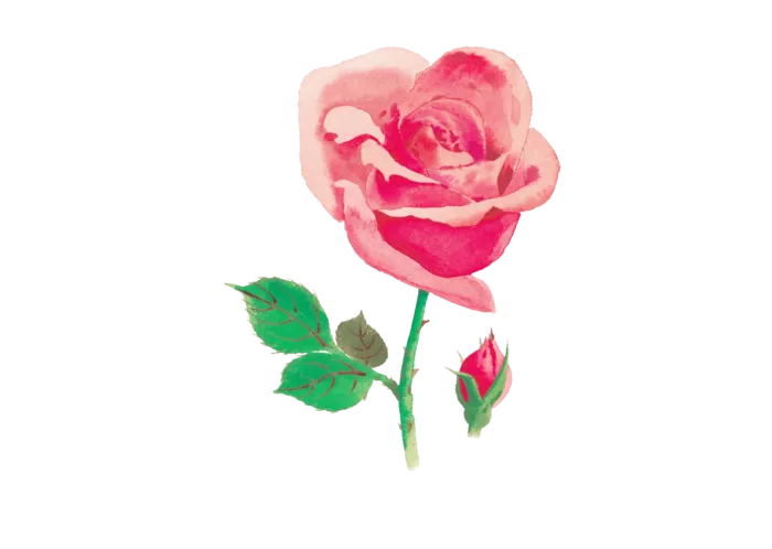 鲜花玫瑰免扣素材