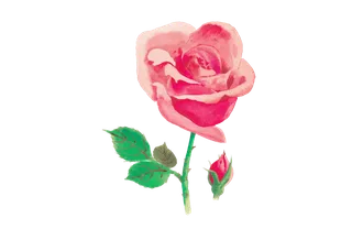 鲜花玫瑰免扣素材