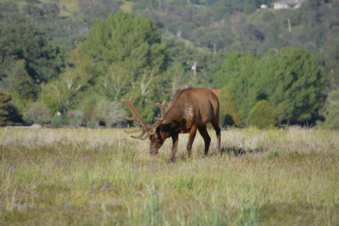 棕色野生鹿图片