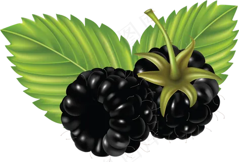 黑莓免抠素材 (7)