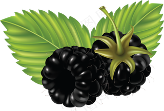 黑莓免抠素材 (7)
