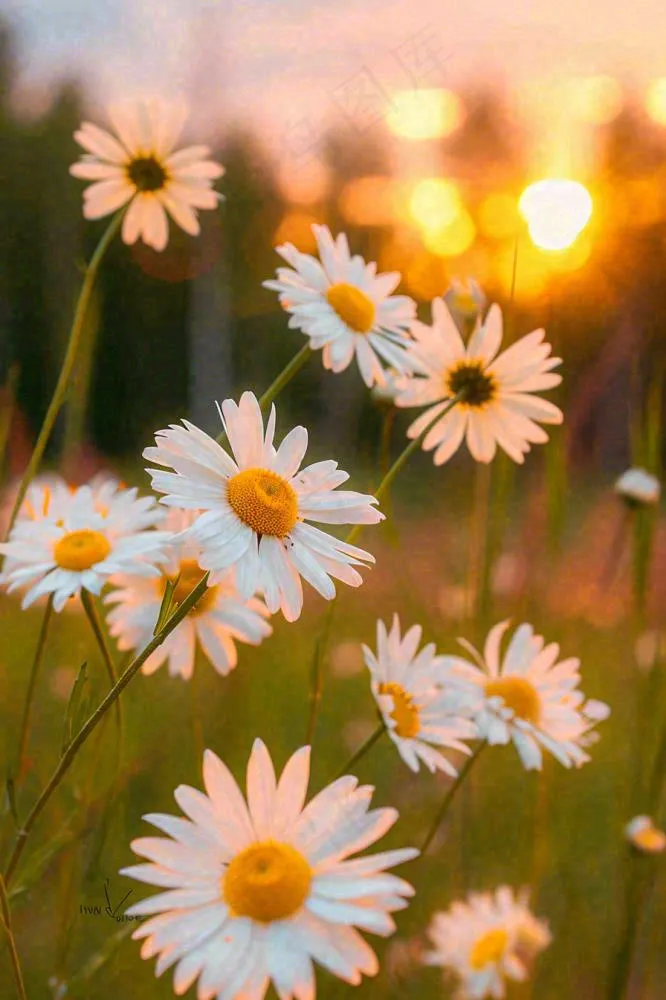 落日小花小草花朵特写，郊游玩耍意境摄影图(896x1344)