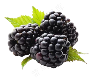 水果鲜水果黑莓免抠素材