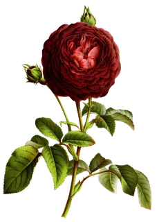 复古手绘植物花卉玫瑰花PNG免扣图案高清图片PS设计素材图