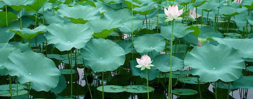 夏天荷塘荷花池荷叶绿色清新，夏至立夏大暑小暑摄影图