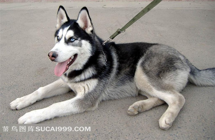 爬着张嘴的哈士奇素材