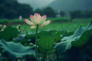 雨天荷花荷叶唯美背景