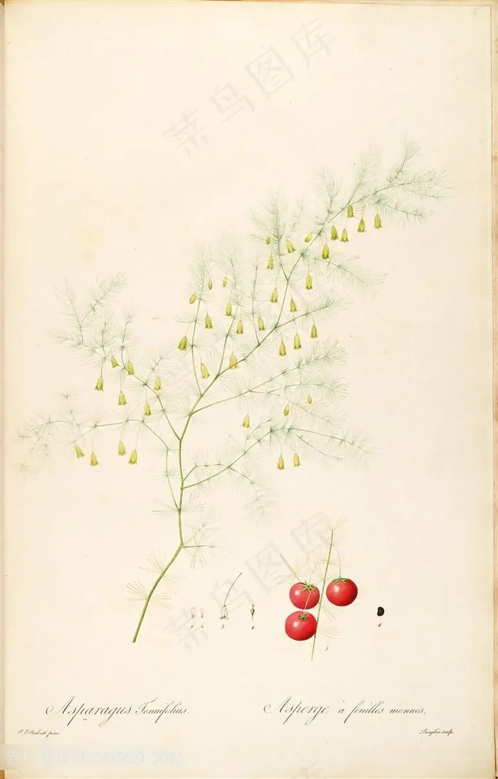 雷杜德原版高清花草图谱水彩果实插画