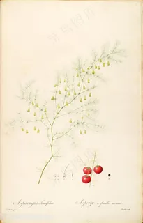 雷杜德原版高清花草图谱水彩果实插画